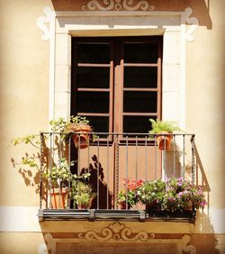 Flower plants on window