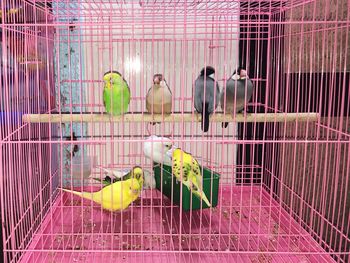 View of parrot in cage