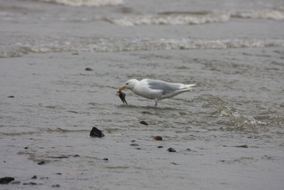 Seagulls on beach