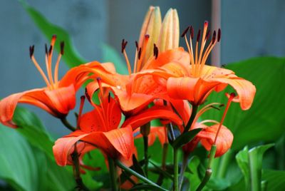 Close-up of red tulips