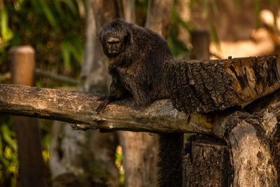 Monkey sitting on a tree