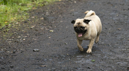 A pug dog running along a track