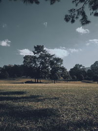 Trees on field against sky