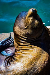 Close-up of sea lion