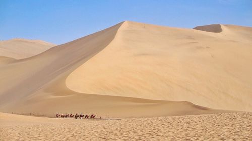 Side view of camels in the desert