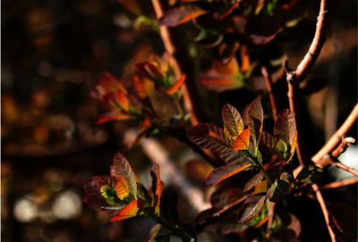 Close-up of tree at night