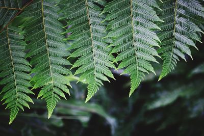 Close-up of fern leaves