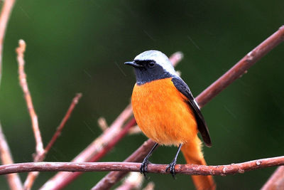 Close-up of bird perching on leaf