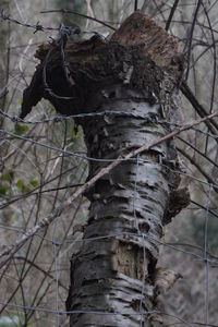 Close-up of lizard on tree trunk