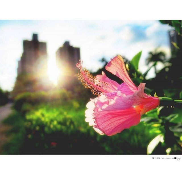 flower, focus on foreground, transfer print, petal, close-up, red, fragility, sunlight, auto post production filter, flower head, beauty in nature, freshness, sun, growth, nature, pink color, lens flare, sky, plant, blooming