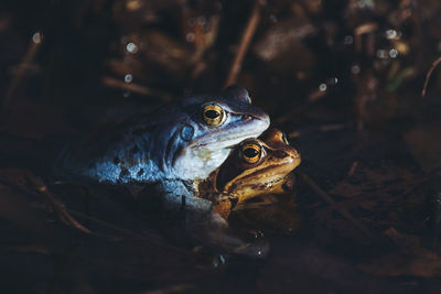Close-up of mating frogs