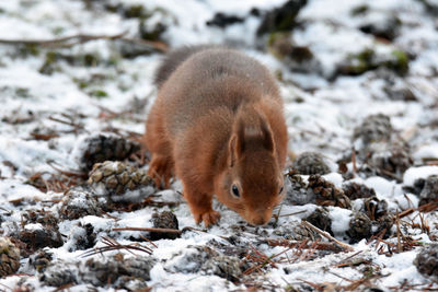 Close-up of squirrel on field during winter