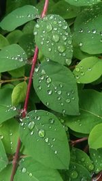 Close-up of water drops on leaf