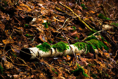 Plant growing in forest