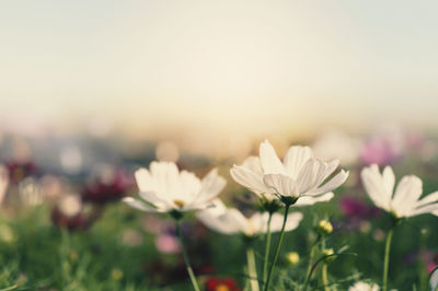 Close-up of flowering plants on field against sky