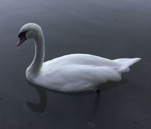 Swan swimming in lake