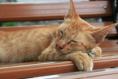 Close-up of ginger cat