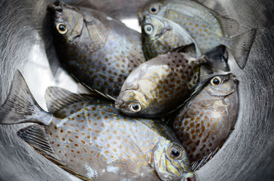 A spinefoot fish in the philippines. a staple food to most coastal communities in the country. 