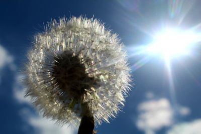 Low angle view of thistle against sky