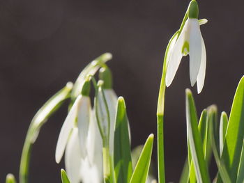 Close-up of white flowering plant