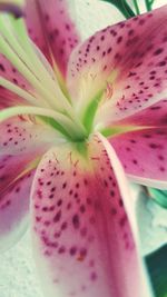 Close-up of pink flower