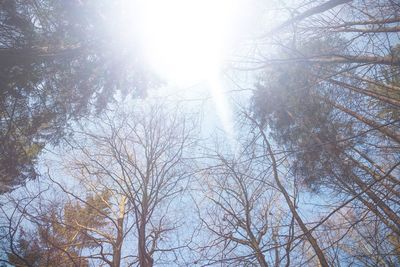 Low angle view of bare trees against sky