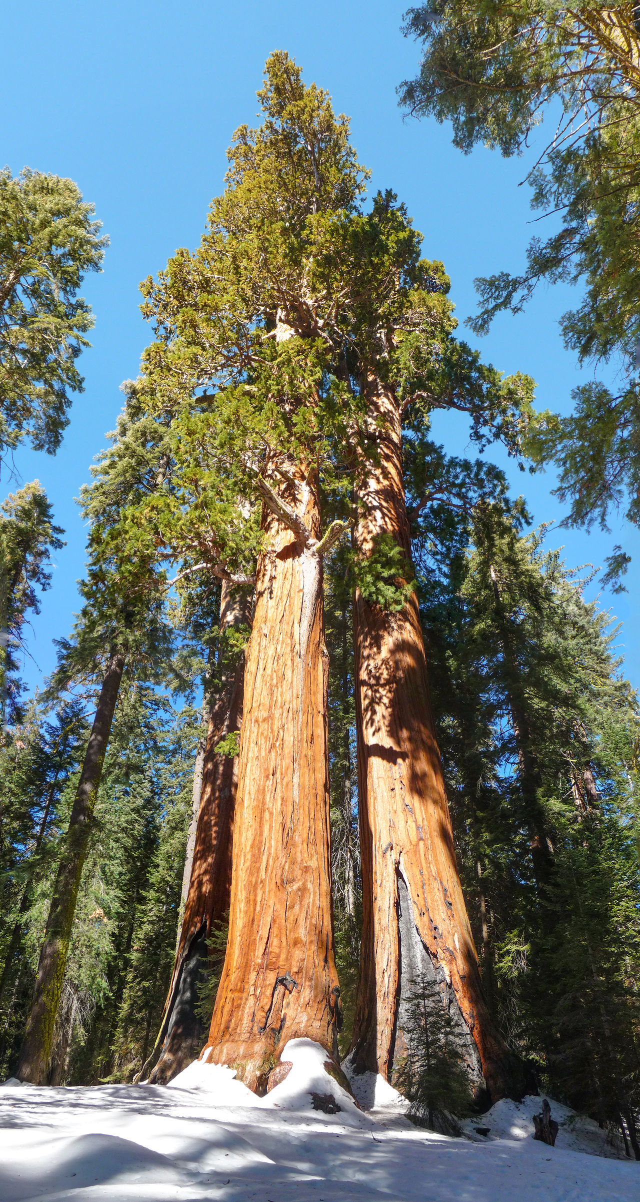 Sequoia Gigantium