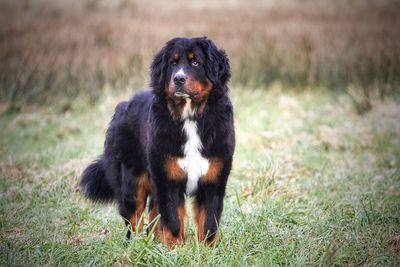 Dog looking away on field