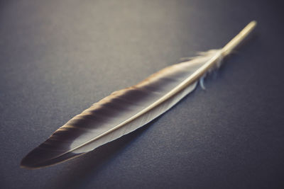 High angle view of feather on table