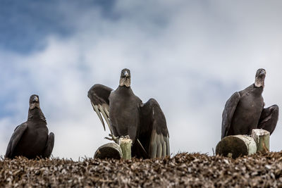 Low angle view of pigeons perching on stones against sky