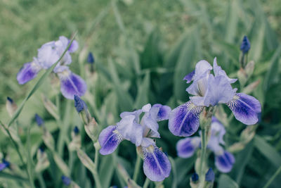 Close-up of purple flowering plants