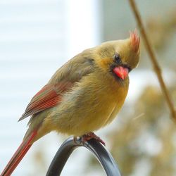 Close-up of a bird