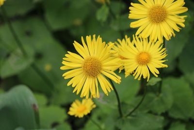 Close-up of yellow flowering plant