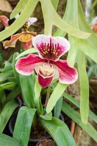 Close-up of pink flowering plant