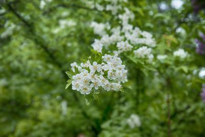 Close-up of white flowering plant