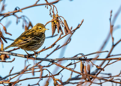 Low angle view of bird perching on tree