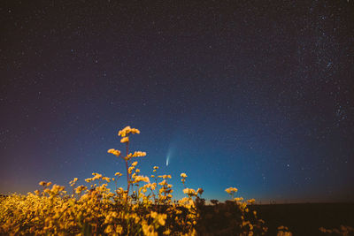 Low angle view of flowers against sky at night