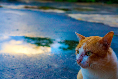 Close-up of a cat looking away