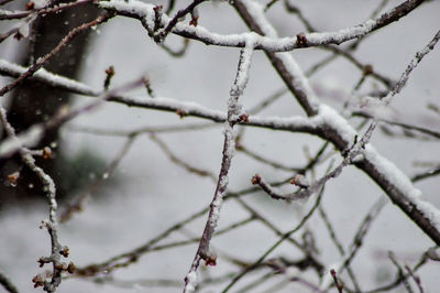 Close-up of frozen tree branches during winter