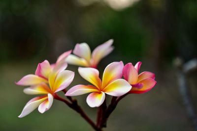 Close-up of pink frangipani flowers