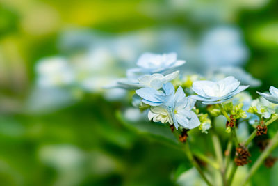 Close-up of white flowering plant