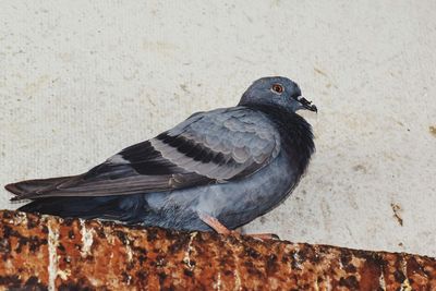 Close-up of pigeon perching on wall