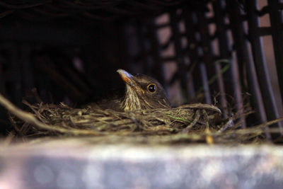 Close-up of bird