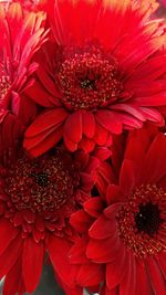 Close-up of red flower