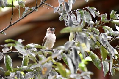 Close-up of bird perching on tree