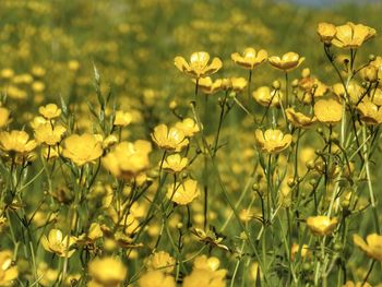 Close-up of yellow flowering plants on field