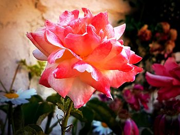 Close-up of pink flower blooming outdoors