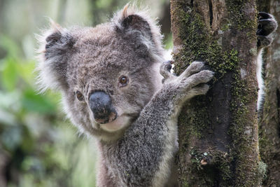 Koala at great otway national park