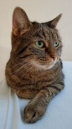 Close-up portrait of a cat looking away