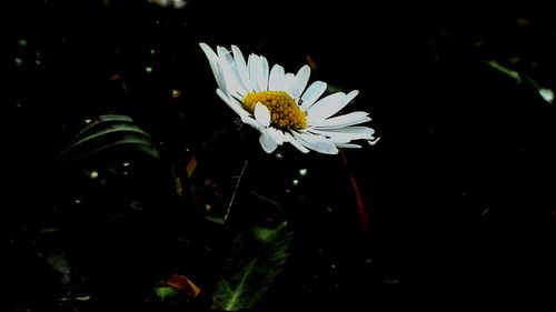 Close-up of white flower blooming outdoors